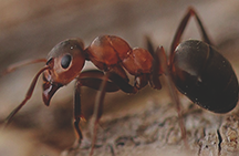  Ant снимка