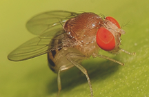  Како се ријешити мушица