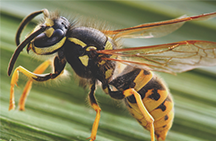  Como se livrar de vespas