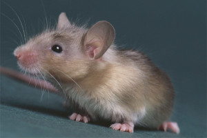  Cómo deshacerse de los ratones