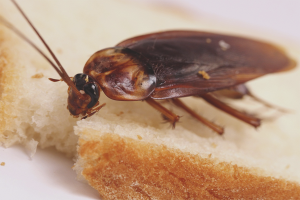  Come sbarazzarsi degli scarafaggi