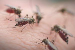  Як позбутися від укусів комарів