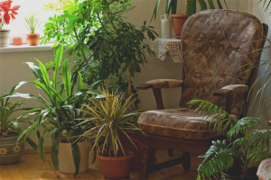  Plantas de interior que aman la sombra