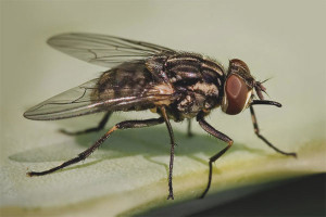  Πώς να απαλλαγείτε από τις μύγες στο διαμέρισμα