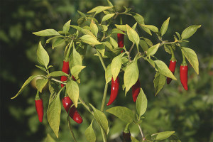  Hvordan vokse frøplanter pepper
