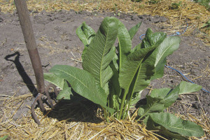  Comment obtenir du raifort du jardin