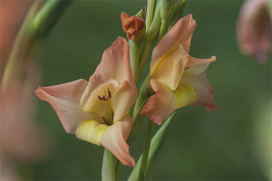  When to dig and how to store gladioli