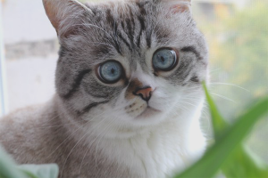  Cómo destetar la mierda de gato, en cualquier lugar.