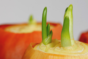  Cómo plantar cebollas en verduras