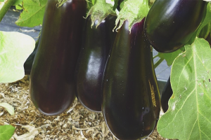  Hvordan vokse eggplanter i drivhuset