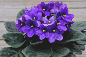  Bagaimana untuk menanam violets