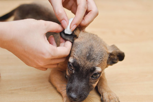  Cómo sacar una garrapata de perro