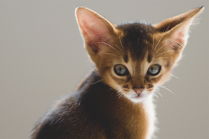  Cómo limpiar las orejas de un gatito.