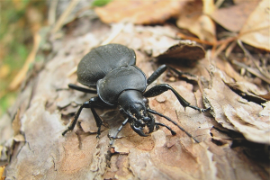  Bagaimana untuk menghilangkan kumbang kulit