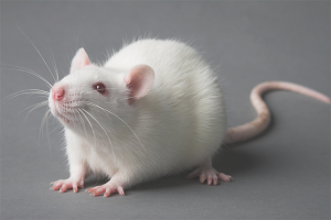  كيفية رعاية الفئران