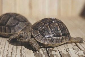  Cómo cuidar una tortuga de tierra.