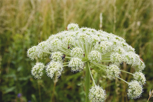  How to get rid of the Hogweed