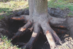  Kako se riješiti korijenja stabala