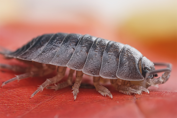 How To Get Rid Of Wood Lice In The Apartment