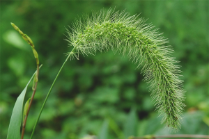  Hvordan bli kvitt wheatgrass