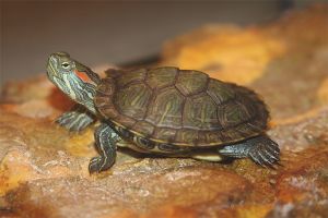  Cómo determinar la edad y el sexo de la tortuga.