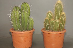  Hvordan bryr seg om kaktus