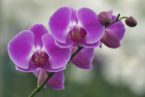  Hur man bryr sig om orkidé