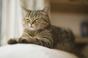  Paano upang pukawin ang pusa upang markahan ang teritoryo sa apartment