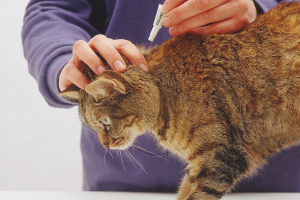  Cómo quitar las pulgas de un gato