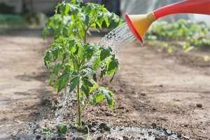  Hur ofta vattnar tomatplantorna
