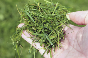  Kako napraviti gnojivo za travu