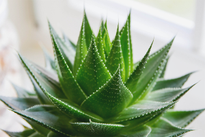  How to care for aloe
