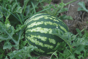  How to grow watermelons in the open field
