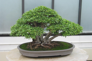  Bagaimana membesar bonsai