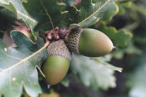  Làm thế nào để trồng cây sồi từ acorn