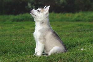  Paano upang sanayin ang Huskies