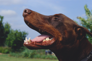  كيف تتخلصين من رائحة الفم الكريهة في الكلاب