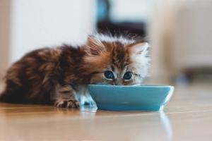  Cómo alimentar a los gatitos mensuales.