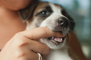  Cómo destetar a un perro que muerde