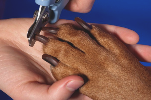  Como cortar las garras del perro.