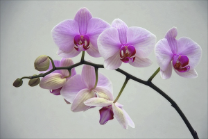  Hur man beskärar orkidén efter blommande