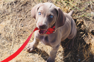  Cómo enseñar un cachorro a una correa y un collar.