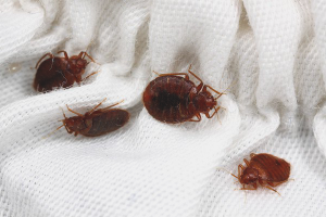  Kung paano mag-iisa alisin ang mga bedbugs mula sa sofa