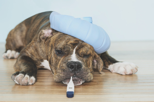  Cómo bajar la temperatura del perro.