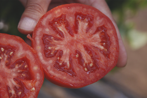  Cómo recoger semillas de tomate.