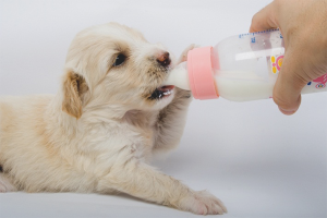  Cómo alimentar a los cachorros recién nacidos