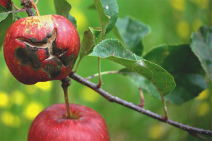  Jak se vypořádat s chrastí na jabloni
