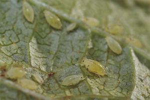  Hvordan håndtere bladlus på currants