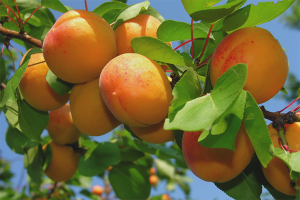  Wie man Aprikosen aus dem Stein züchtet