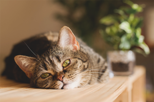  Cómo destetar a un gato para trepar mesas.